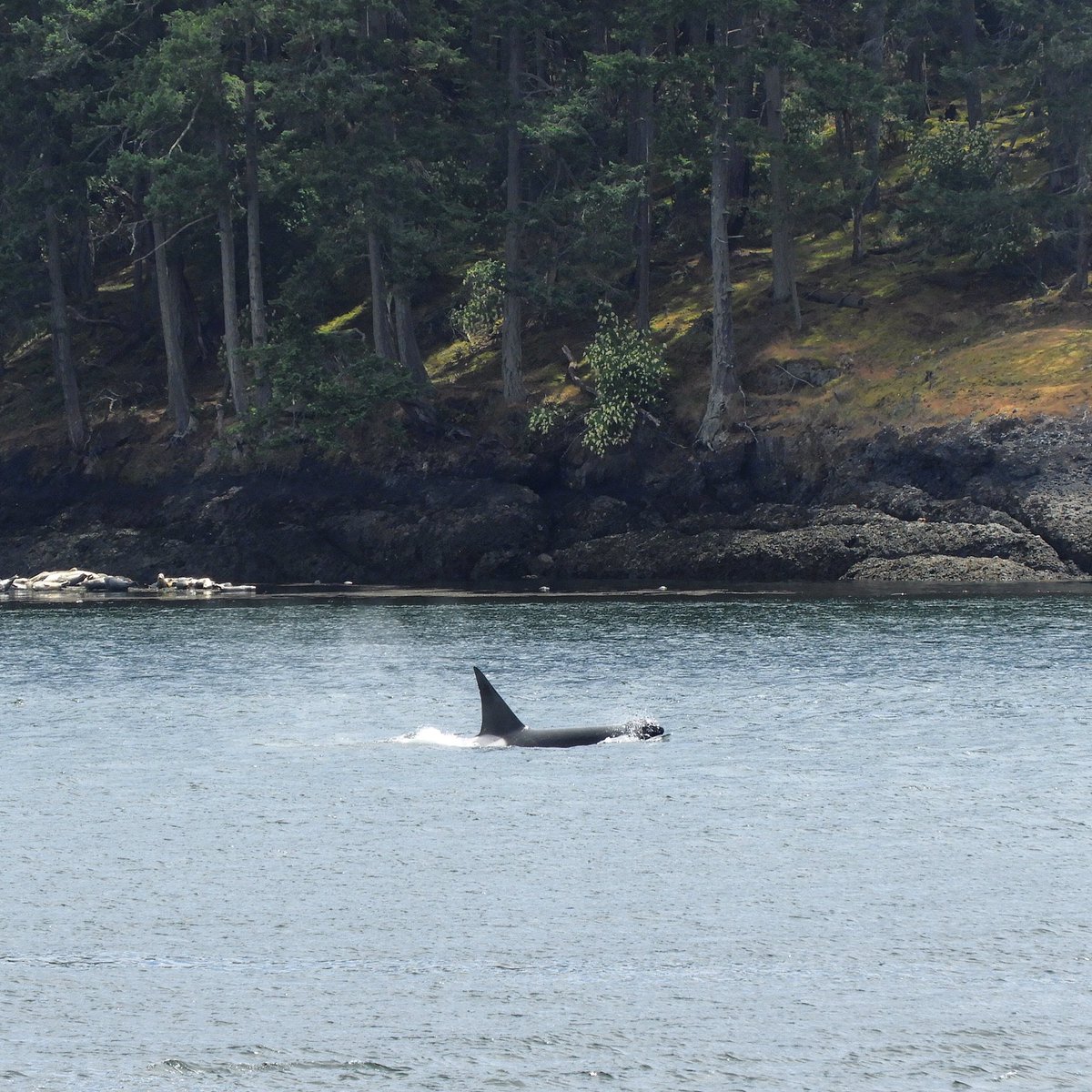 Lone male T124C came for a visit today! He exited southbound Active Pass and then looped back around northbound. 🐳👀 #orca #killerwhale #wildandfree #emptythetanks #captivitysucks #marinelandsucks