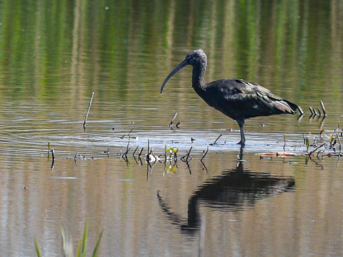 Just reflecting #GlossyIbis 😊