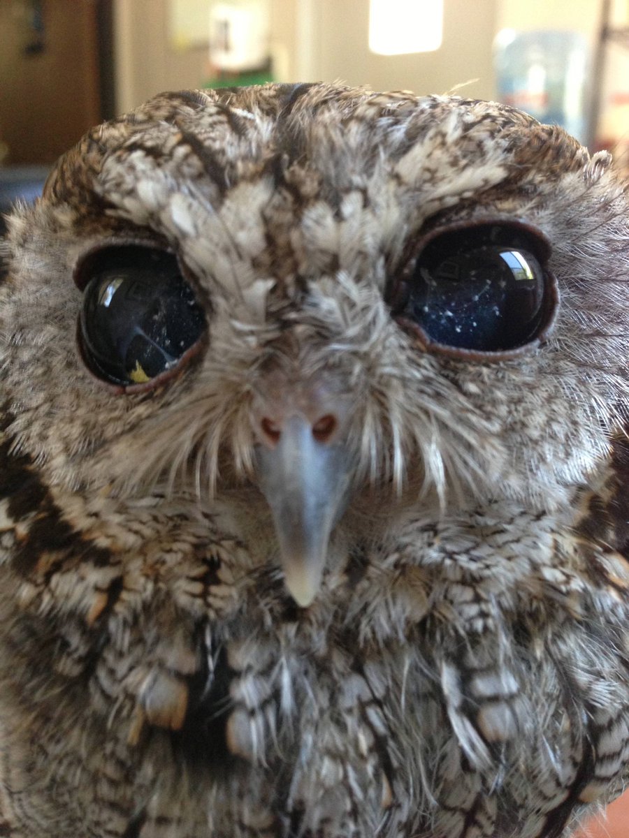 Cute Animals! tweet media