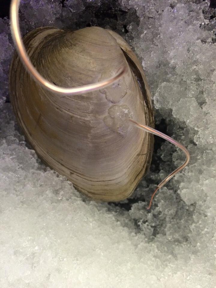 SuperOlish's tweet photo. #QuoHog #Myogenic #LowCostApproaches #Neuroscience Stay tuned for @grassfoundation Workshop Fall 2019 @uarizona @ua_nscs
Nov 8-10 https://t.co/SmQlNzbm18