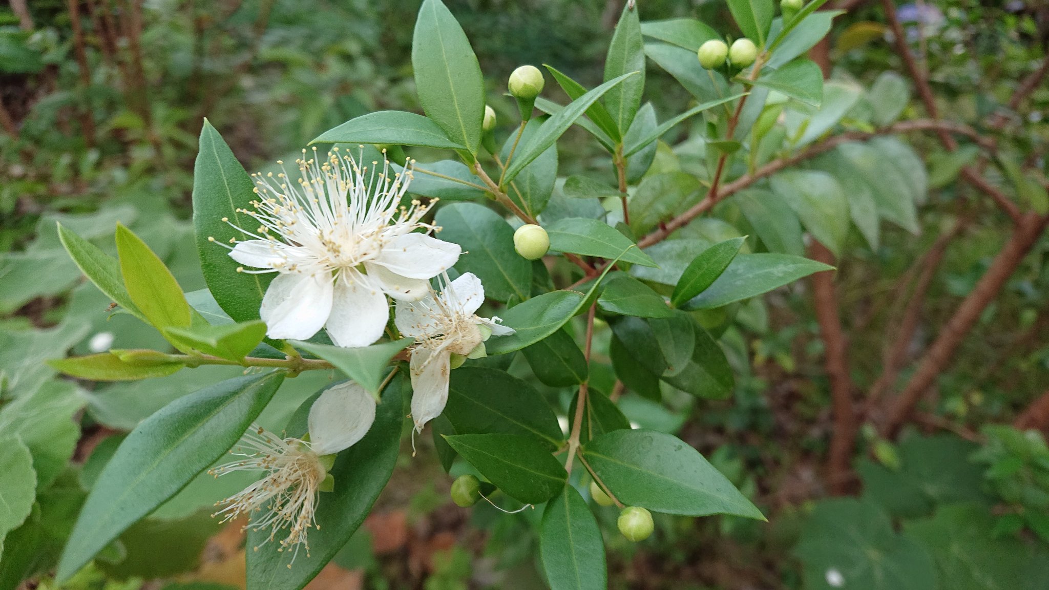 春なす 花写真 銀梅花 ギンバイカ マートル T Co Tkx8waogod Twitter