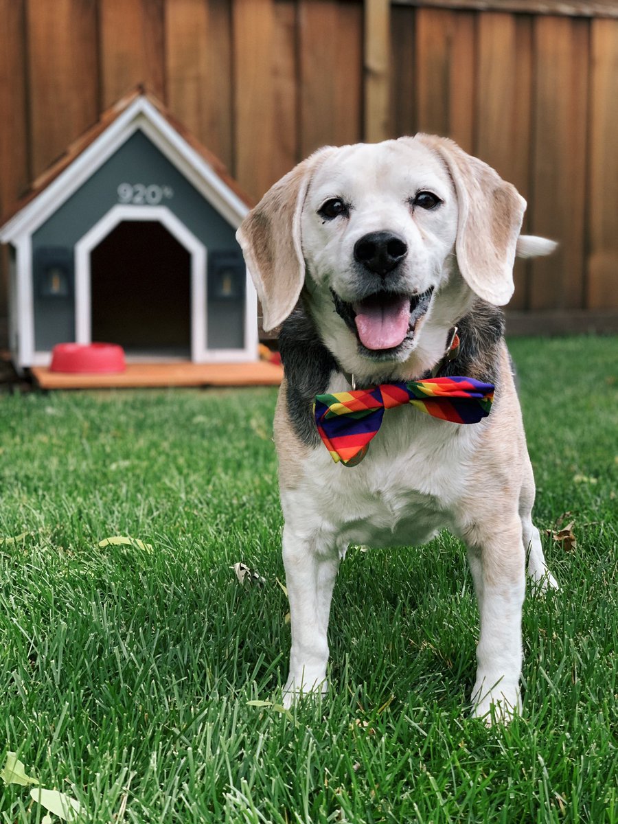 ConfabSammy's tweet photo. HAPPY #Pride2019 FROM SAMMY! 🏳️‍🌈 https://t.co/Btgh0LOht4