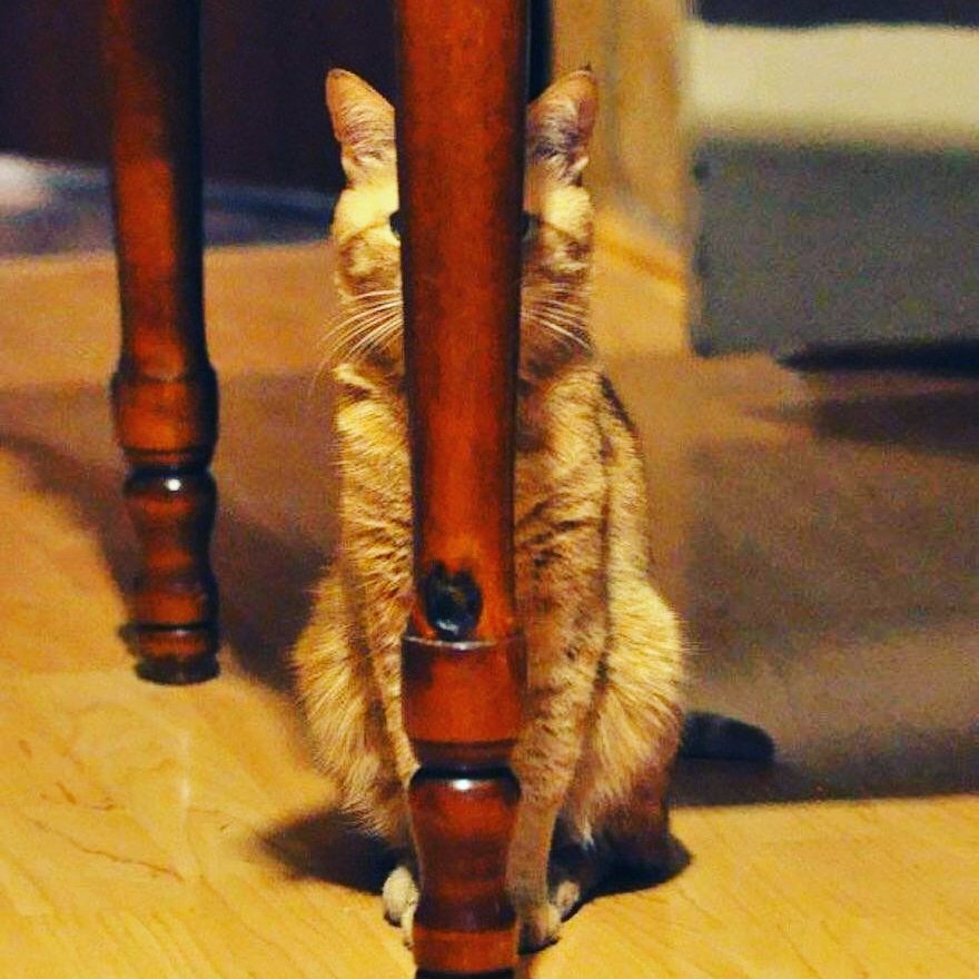 ElJIVOOficial's tweet photo. "Soy invisible como un ninja" ese gato ya vio demasiado Naruto🤣
#narutoshippuden #anime #ninja #neko #gatitos #random #kawaii  #animalesgraciosos #friki #otaku #geek #invisible #nekoninja #fandom #instagramers #gamers #twitch  #ELJIVO #AnimeJapan2019 #crunchyroll #gamerstyle https://t.co/8qiDJ0qsfm