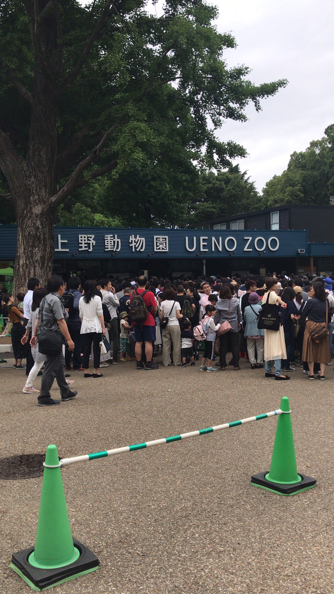 上野動物園のシャンシャンの待ち時間や最新の混雑状況を確認 子連れ旅行を楽しむ鉄板ブログ もう国内旅行は迷わせない