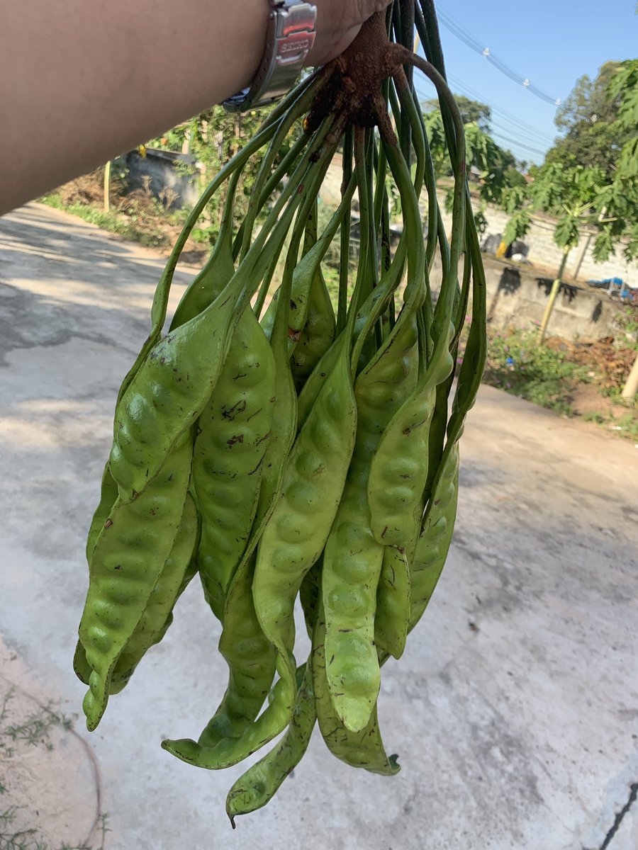 101 Thai Kitchen ร้านร้อยเอ็ด ลอนดอน tweet media