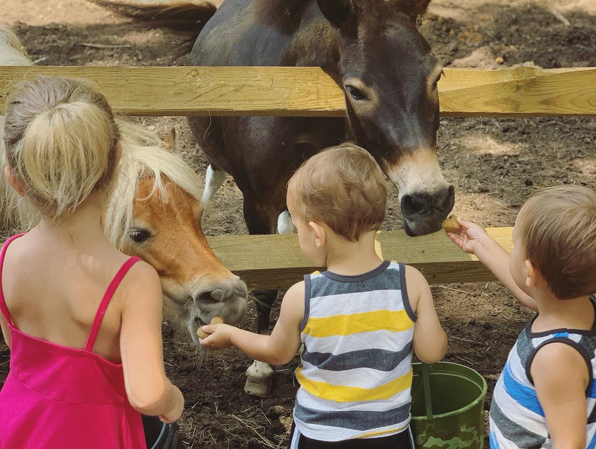 jmtownse's tweet photo. We love sunflowers, blueberries, and animals! Enjoying some time with our friends in South Carolina 🌻♥️ https://t.co/ComJCEYh7c