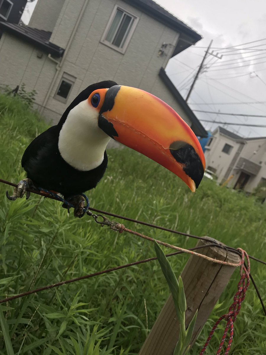 fukurousabou3's tweet photo. 本日オープンしました！
シロフクロウのひらめちゃんやオニオオハシのキョロちゃんなど豪華なメンバーが来ています！
#ふくろう茶房
#ふくろう茶房国分寺
#fukurousabou 
#kokubunji
#ふくろうカフェ
#Owlcafe 
#かわいいと思ったらRT 
#フクロウ
#国分寺
#bird
#かわいい
#猛禽類 https://t.co/d8sdNbsoYC