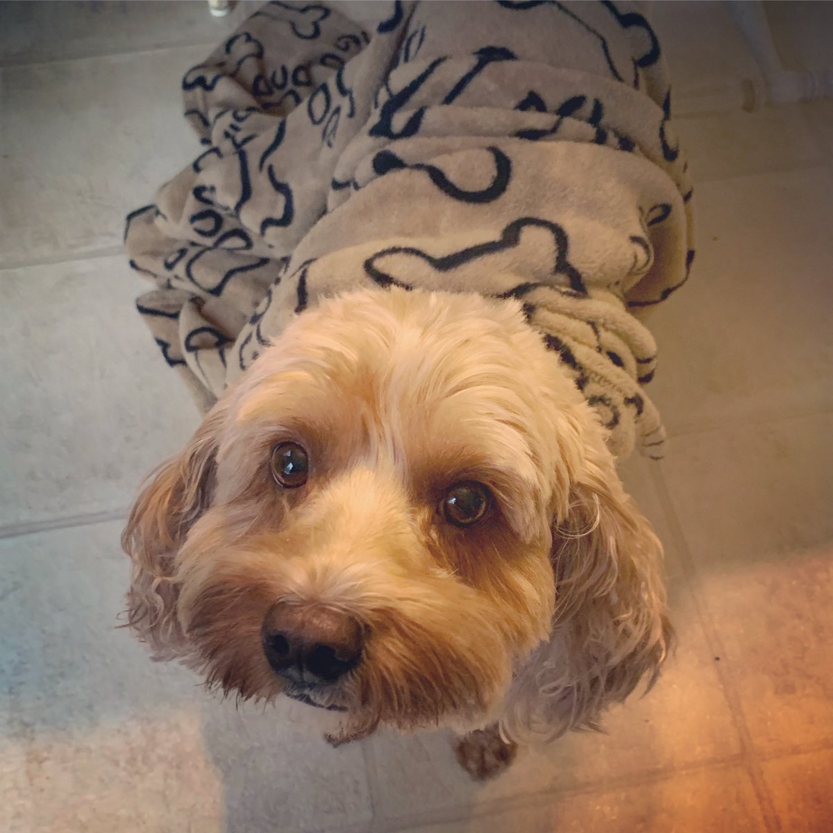 ArchieAndGunner's tweet photo. I got my blankey I’m ready for movie night 🍿 #archieandgunner #poodle #cavalierkingcharlesspaniel #cacy #cavapoo #saturdays https://t.co/mHntvtjjat