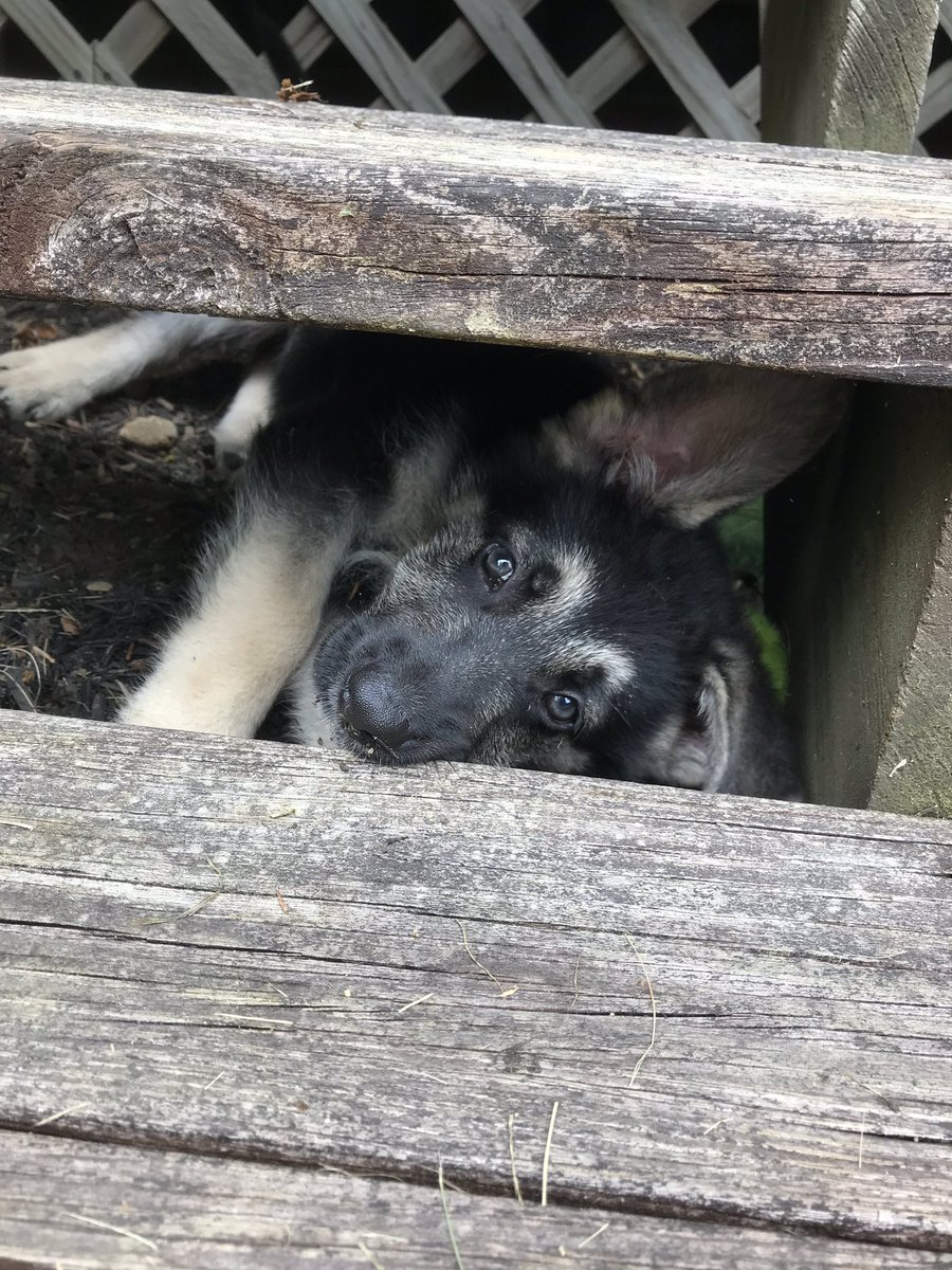 munchkin4848's tweet photo. @sashaalsberg My sisters and her husband’s new puppy! Sebastian! https://t.co/lB0c6Hrc1q