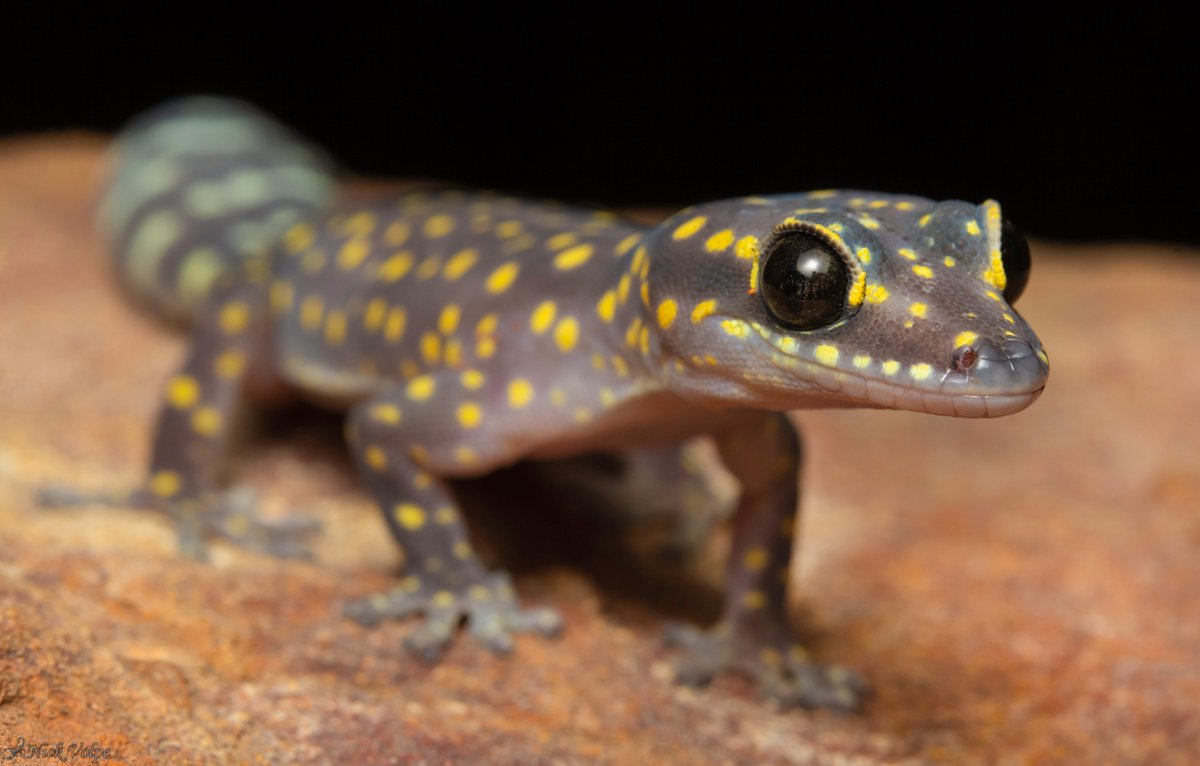 Dotted Velvet Gecko from Kakadu NP. 