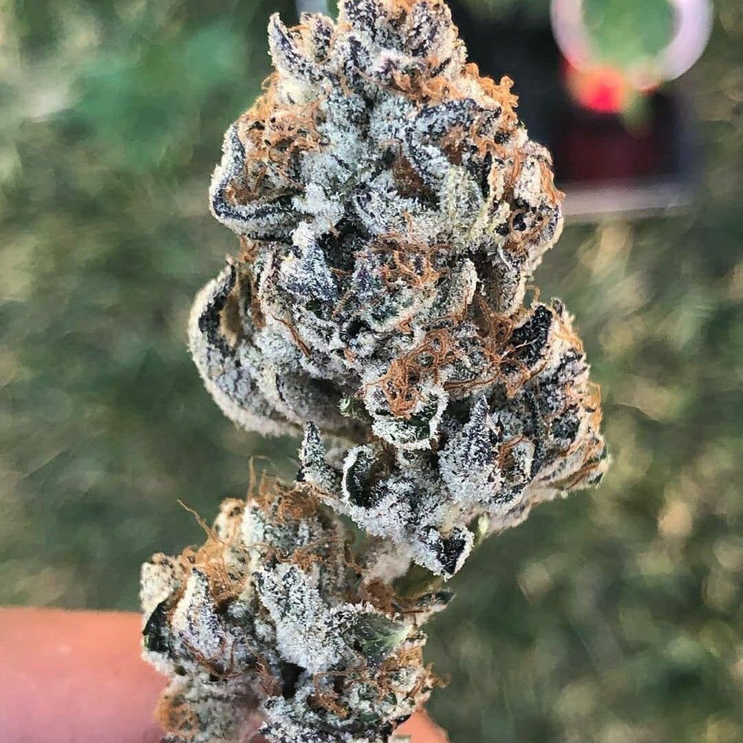 marijuanashop20's tweet photo. #Weedheads π₯π #goodnight #bestnugs #hightimes #cannabis #cannabiscommunity #bongbeauties #girlswhosmoke #dank #medical #strictlyloud #stayhigh #instaweed #kronic #topshelflife #topshelf #highlife #dabs #shatter #maryjane #goodweed #kush #dabsociety
ππΌ
https://t.co/cl7i5hjn4n https://t.co/M0aIxXndiP