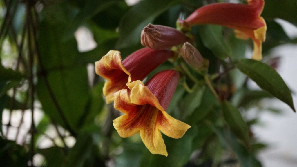 ツリガネカズラ