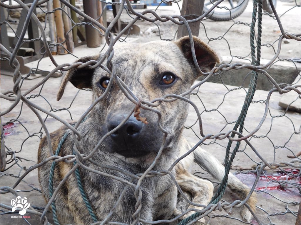 This could be a major turning point in our #DogMeatFreeIndonesia campaign, so watch this space for updates, and THANK YOU for co ringing to support our efforts. 2/2