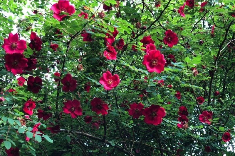 Sadler08's tweet photo. ....love the 'Rosa Moyesii Geranium' on #GardenersWorld what a gorgeous colour 👇 https://t.co/qFNktQ3Mx5