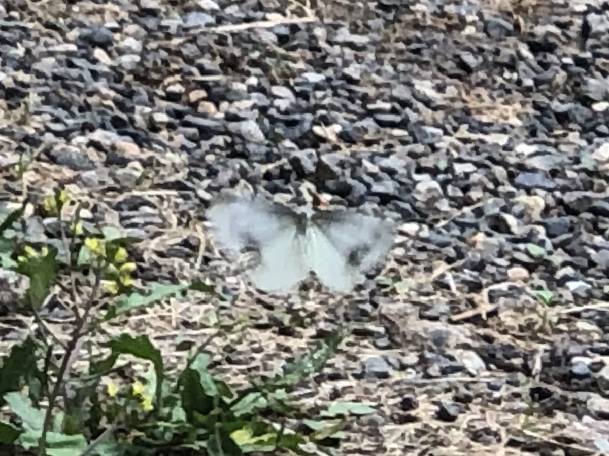 楽しそうに飛びまわる蝶々をみました。
世界には、学校に行けない子どもたちや満足に食べれない子どもたちがたくさんいます。
この蝶々のように、世界の子ども楽しそうにしてほしい。
夢を持ってほしい
それには、世界が平和でなければならない。
子どもたちの夢や希望そして、笑顔の為にも世界平和を