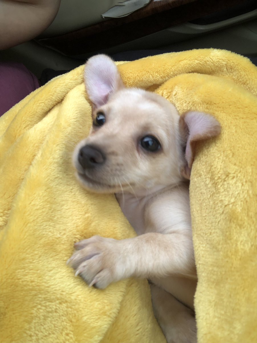 rxbecv's tweet image. I'm obsessed 💗