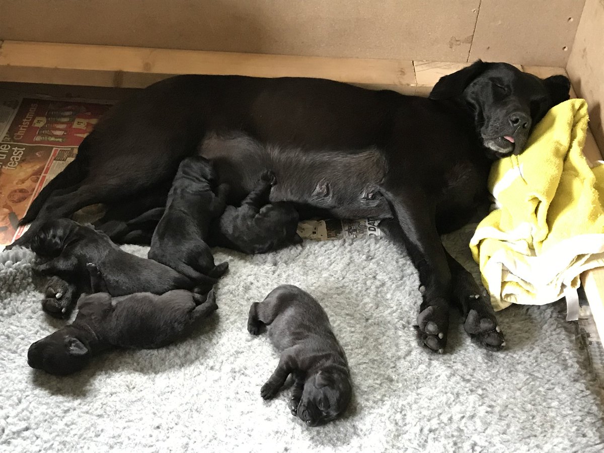 I don't think Willow has ever been so exhausted.  Did not stir this morning. Must have been a long night. #blessher #tongueoutsunday