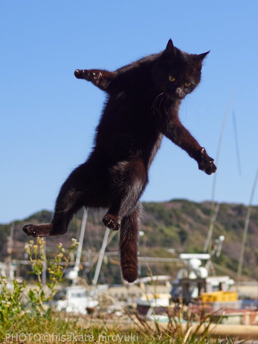 久方 広之 のら猫拳 さん の人気ツイート 4 Whotwi グラフィカルtwitter分析