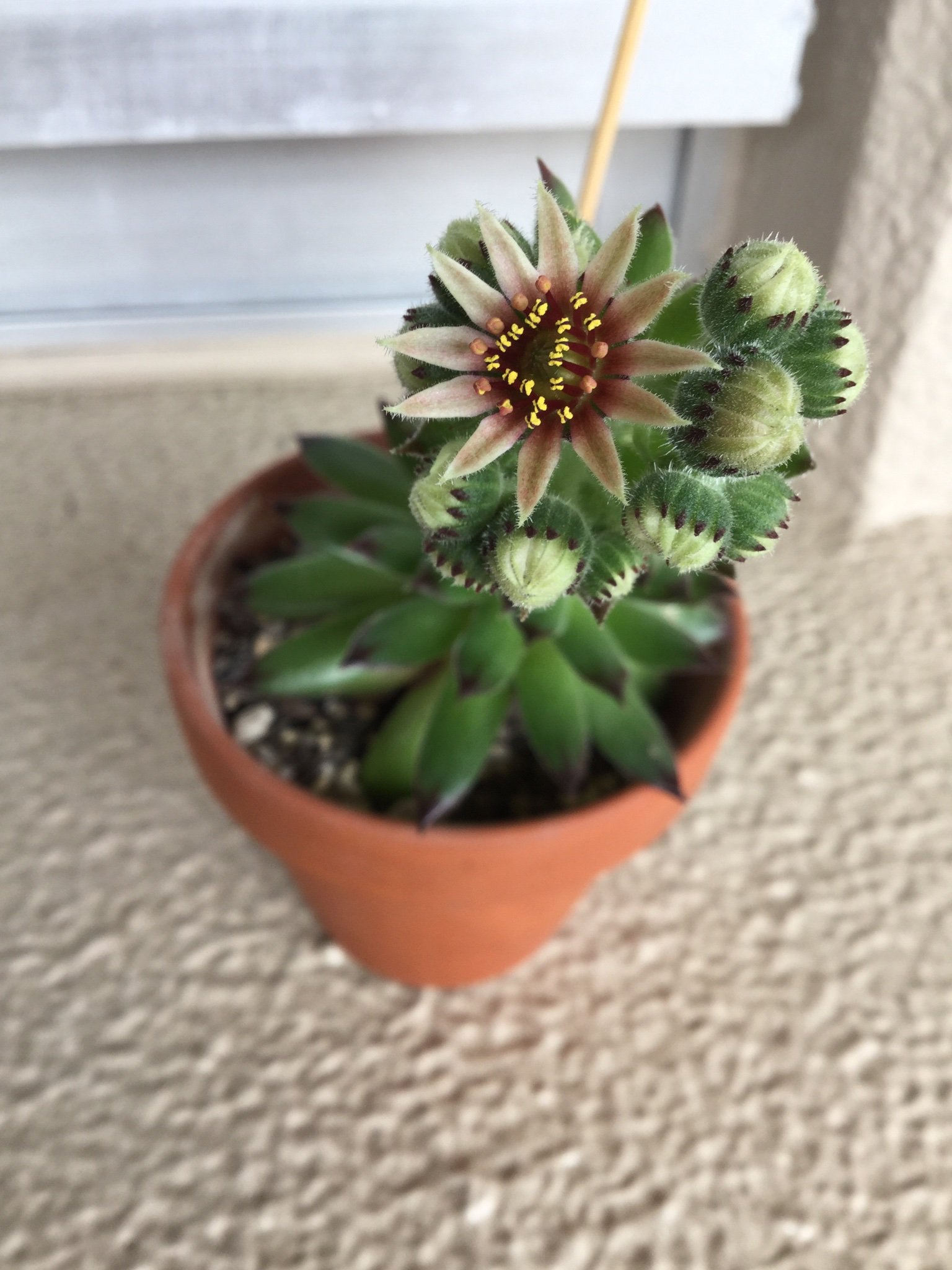 はーとねこ センペルビウムの花が咲きました 花が咲いた後は枯れてしまいます センペルビウム ボロブノ クラクフ 多肉植物 T Co U1iddhnjuf Twitter