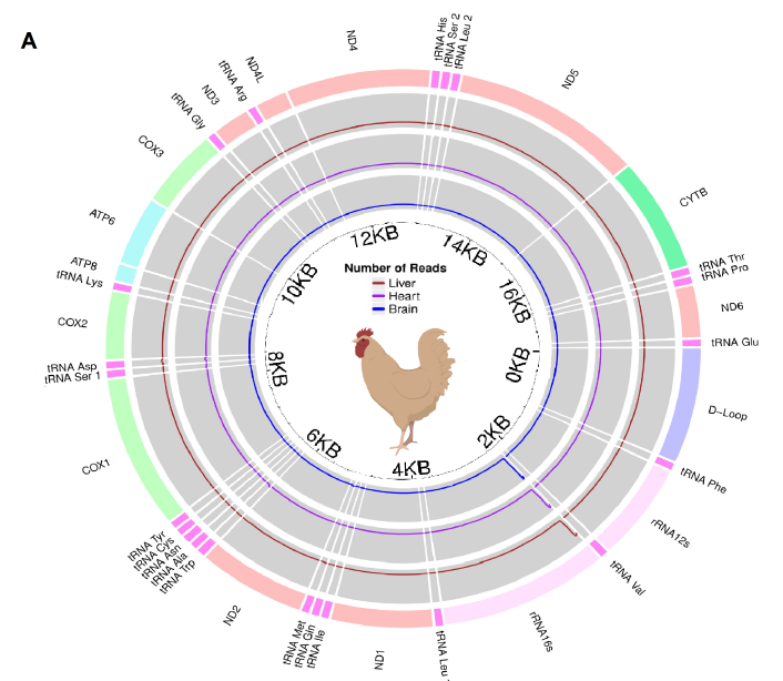 DK_Dowling's tweet image. Check out @AndreaPozzi91&apos;s new paper from his PhD on the genomic origins of small mitochondrial RNAs. Does the mitochondrial DNA actually transcribe microRNA-like molecules? The answer is yes. 

#DowlingLab #MonashEvolution