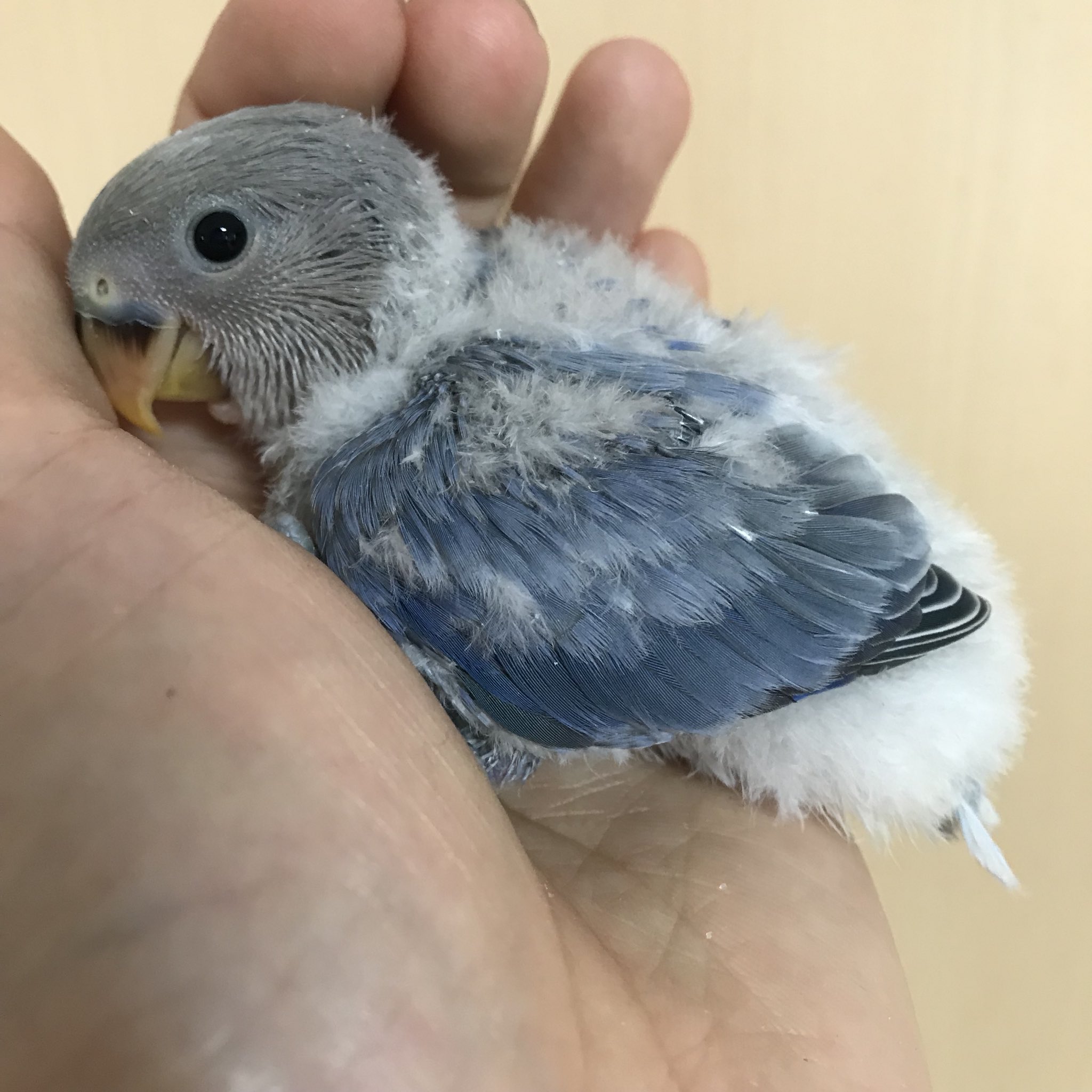 Wildfacesavannah コザクラインコ バイオレットオパーリンspパリッド アメリカンシナモン 貴重なダブルスプリットの男の子です ブリーダーさんにオススメ 販売中です コザクラインコ インコ 販売 オパーリン パリッド T Co