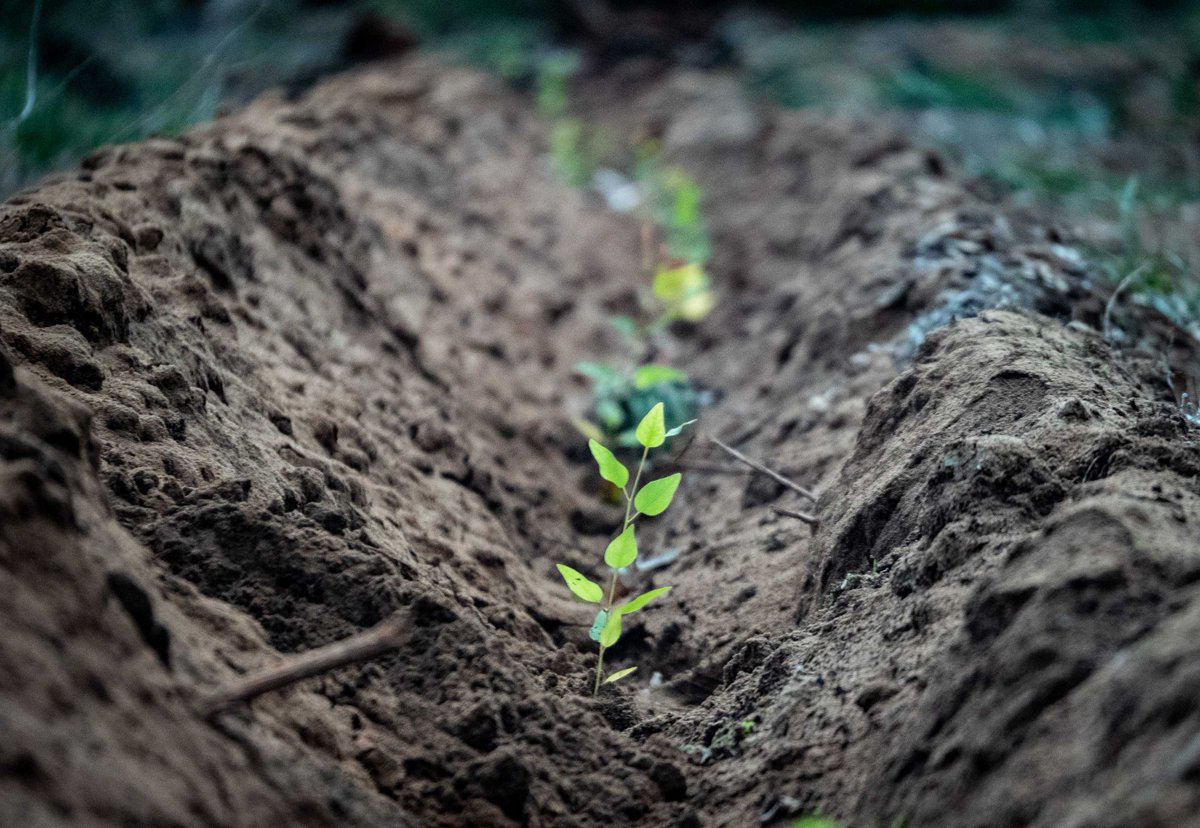 abcperth's tweet photo. The iconic Ludlow #tuart forest helped kickstart WA's economy — but now just 3 per cent remains, and time is running out to preserve it https://t.co/RgQ7fXY6a1 https://t.co/UxQ54EJ0LT