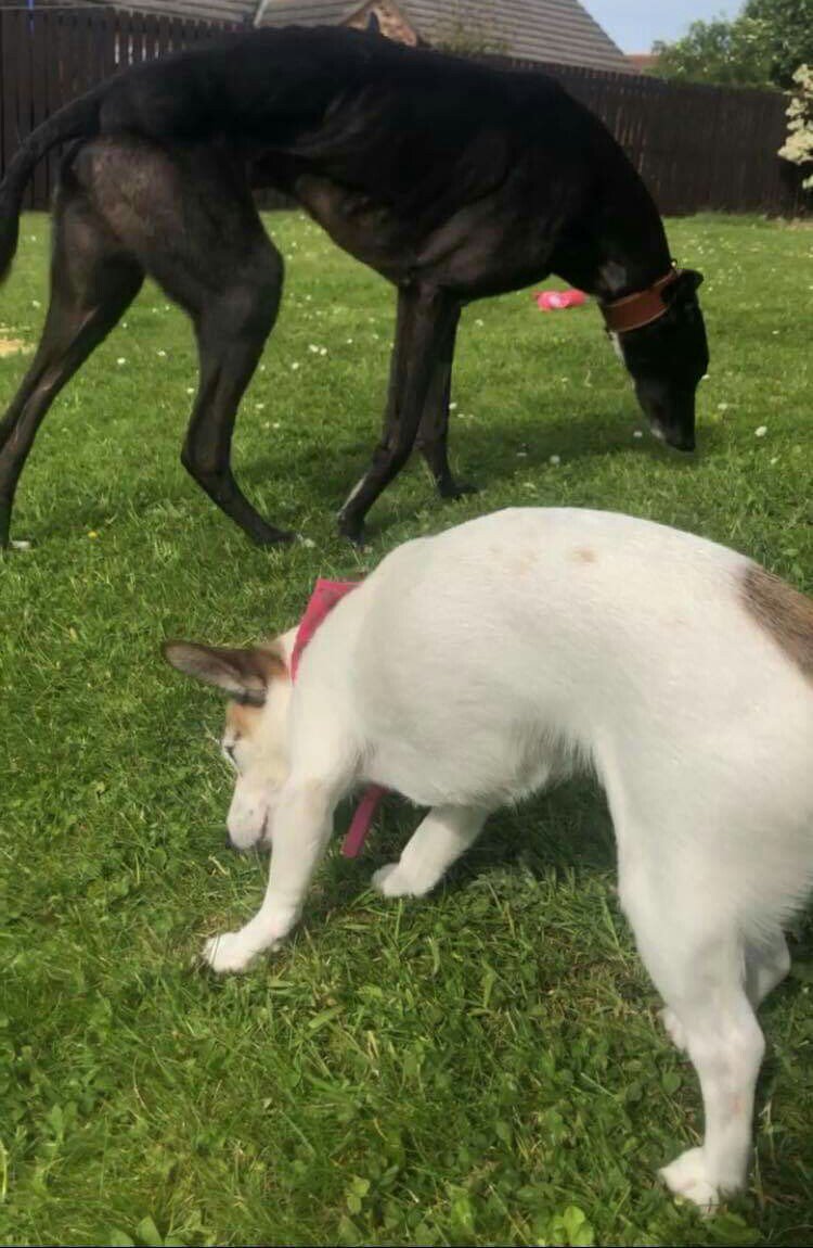DurhamRetired's tweet photo. Finn's smile says it all! He's just moved into his new home and became big brother to chihuahua Sadie. It's greyt to hear Finn (Imperial King) is settling well into his new life. We wish Finn and his family many happy years together #foreversofa @SunderlandDogs #morehomesneeded https://t.co/FeFkDXdab7