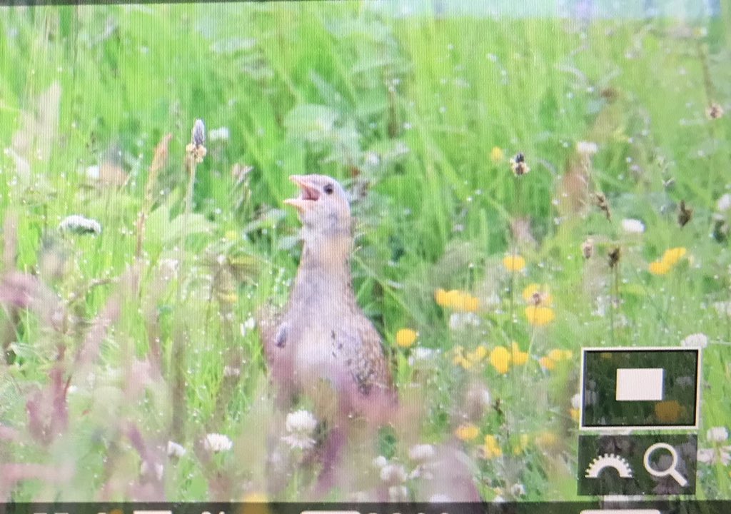 Ronald Surgenor tweet media