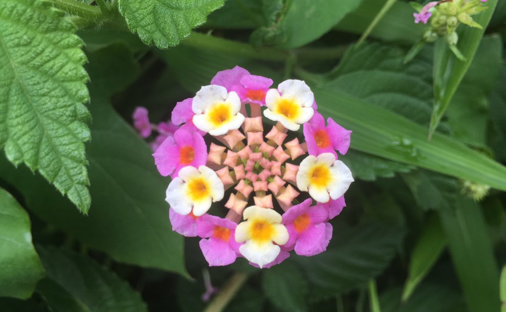 Pigny この花面白いね 何て花だろ