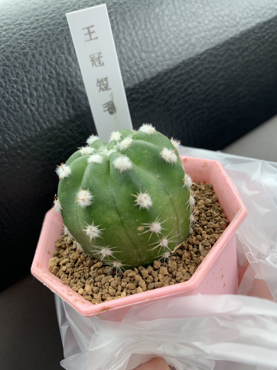 王冠短毛丸 王冠短毛丸