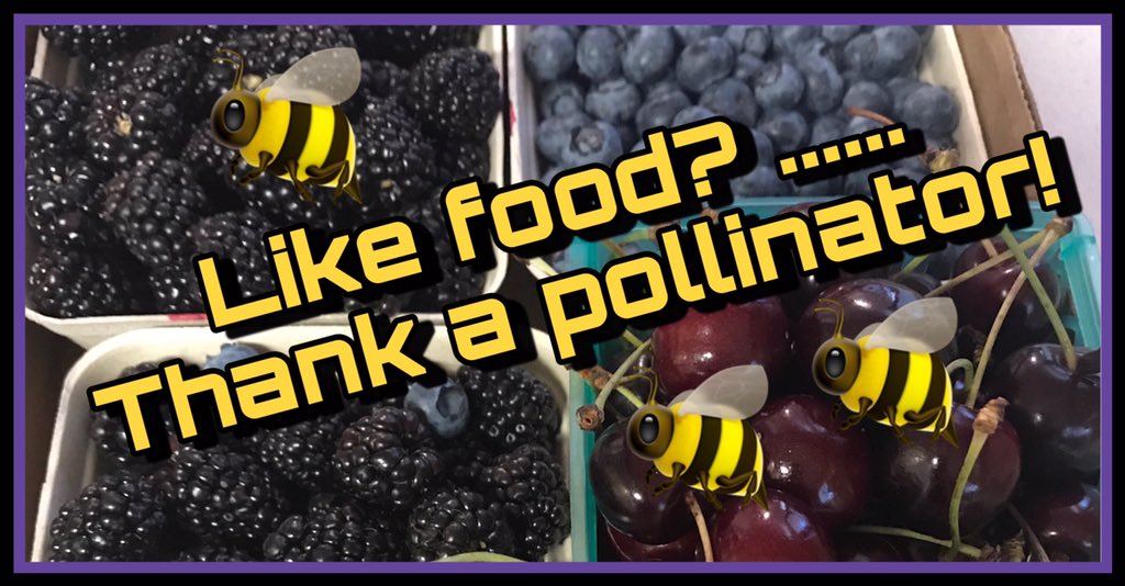 StudioMindwaves's tweet image. #PollinatorWeek #SOUINL #EMDA350 #PollinatorPeople