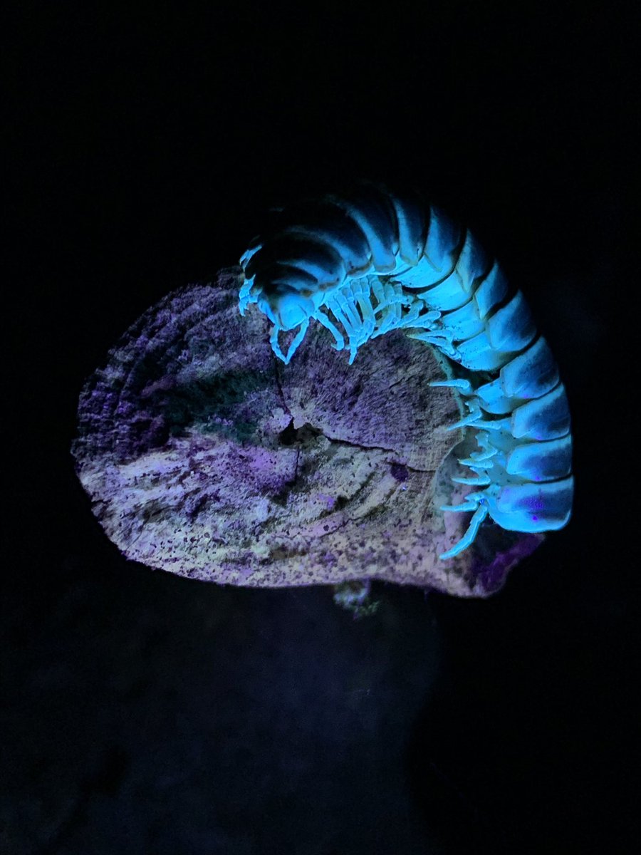 Tonight’s blacklight critter walk with  @vexedmuddler was all about the millipedes. Or millipieces, in many cases. (We saw a lot of other cool critters too!) There were an alarming number of body parts from 1 millipede species though – predation, fungal or viral threat? ¯\\_(ツ)_/¯