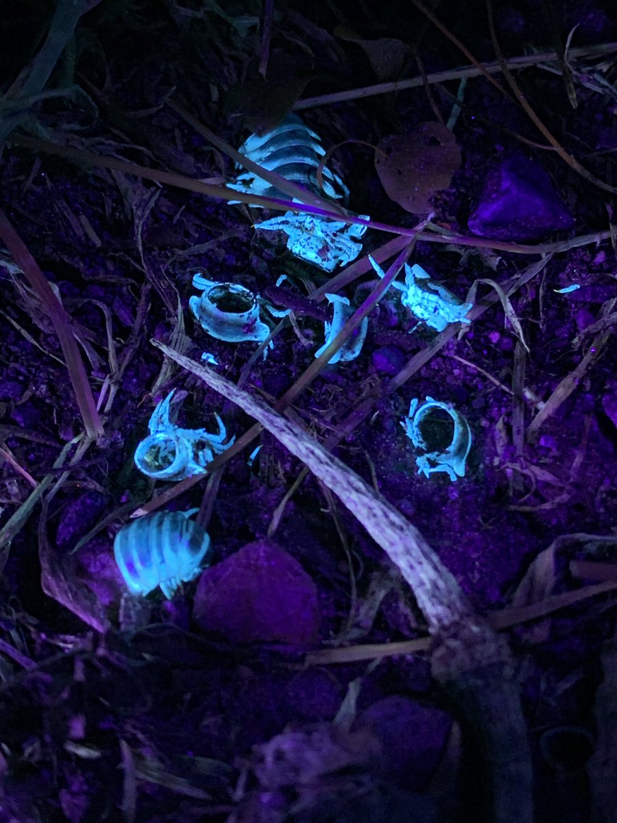 Tonight’s blacklight critter walk with  @vexedmuddler was all about the millipedes. Or millipieces, in many cases. (We saw a lot of other cool critters too!) There were an alarming number of body parts from 1 millipede species though – predation, fungal or viral threat? ¯\\_(ツ)_/¯