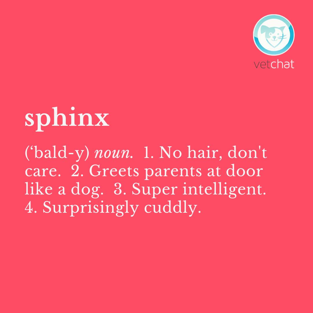 Egyptian royalty. Tag a #sphinx or sphinx x parent or lover below 🐾 #cat