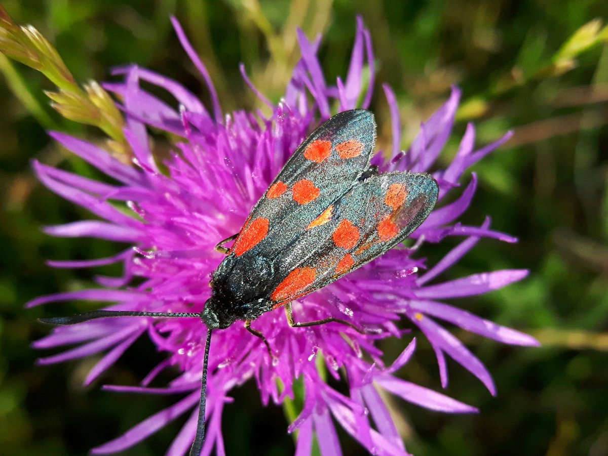 Vandaag ben ik wandelen zonder camera. Zie ik in #DiessensBroek een #SintJansvlinder. Dan biedt de telefoon nog uitkomst.

@BoswachterFrans @Brab_Landschap @Natuurmonument @staatsbosbeheer @waarneming @Sovon @IVNNederland