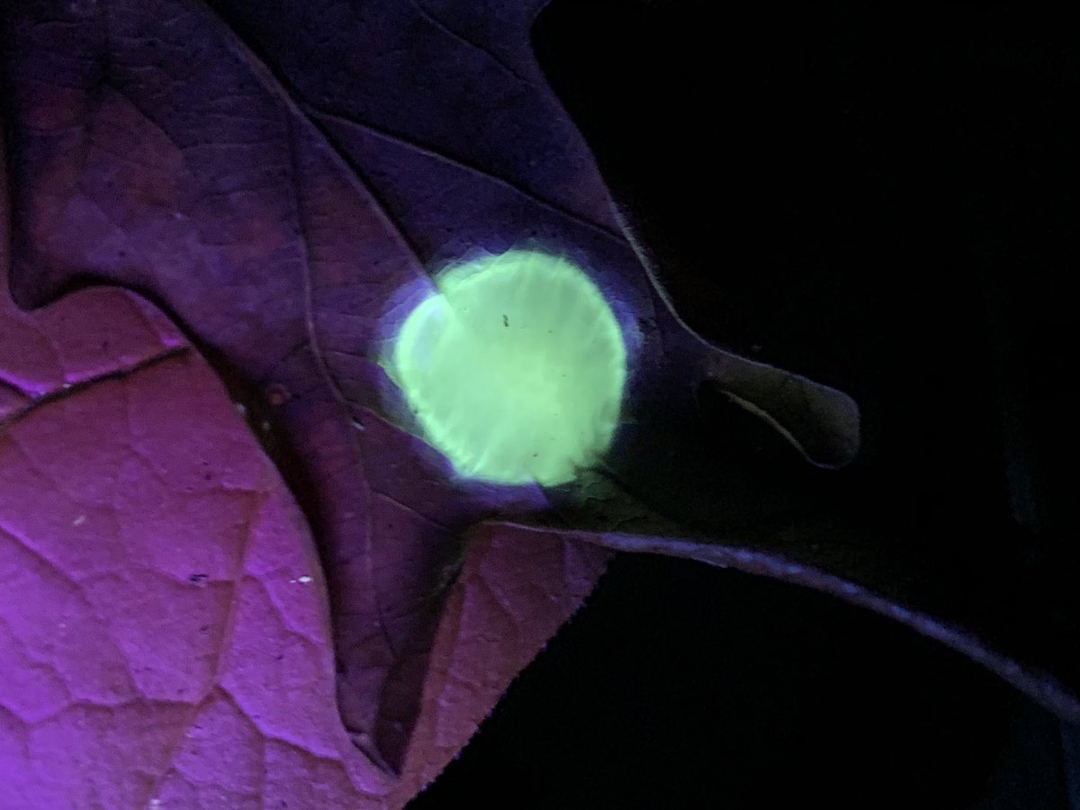 There were other critters and critter-related structures to be seen. These egg cases fluoresced extremely brightly.