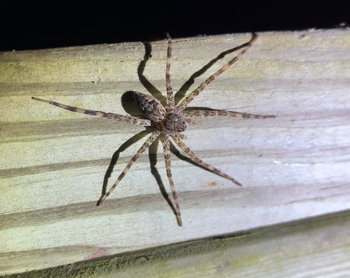 We found fishing spiders great and small…