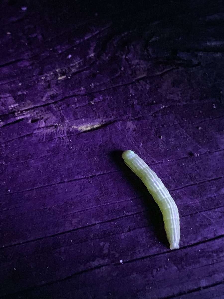 Some amazing fluorescent caterpillars…