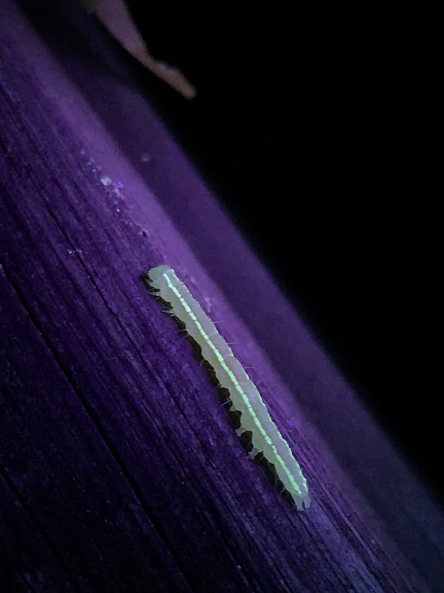 Some amazing fluorescent caterpillars…