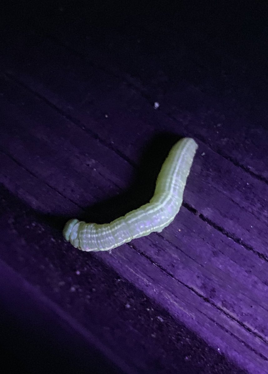 Some amazing fluorescent caterpillars…