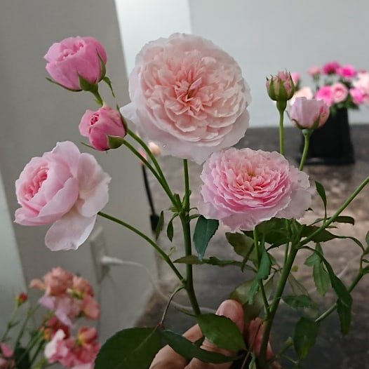 ローズファームケイジ