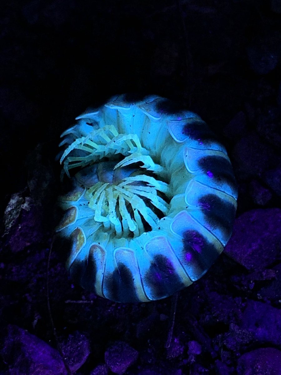 But if you get a chance to go out and hunt for critters with a black light, don’t pass it up! There are some amazing sights to be seen.
