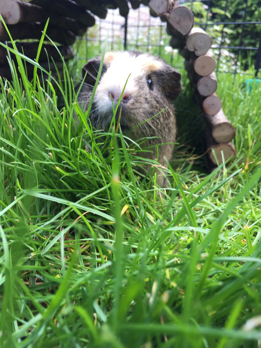 badgerbumble's tweet photo. Guess what I’m doing today?! That’s right, I’m going to hang out in my #logtunnel #SundayFunday love the long grass 😁 #sundaylogday #LogClubFunClub @SunnyGTortoise https://t.co/u5pWpQnm80