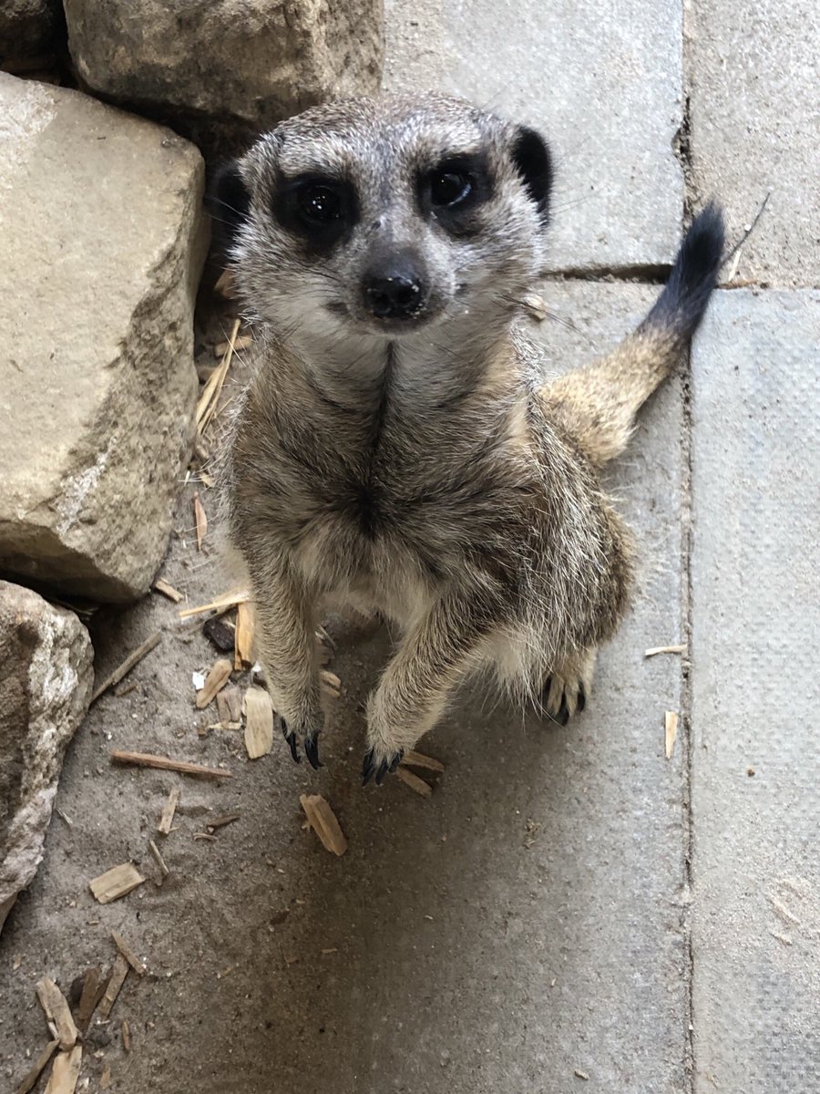 Jcsears11's tweet image. Thank you to Becky @WigfieldFarm for making my daughter’s birthday a very memorable one. The wannabe vet loved being in with the meerkats - look at her little face lit up