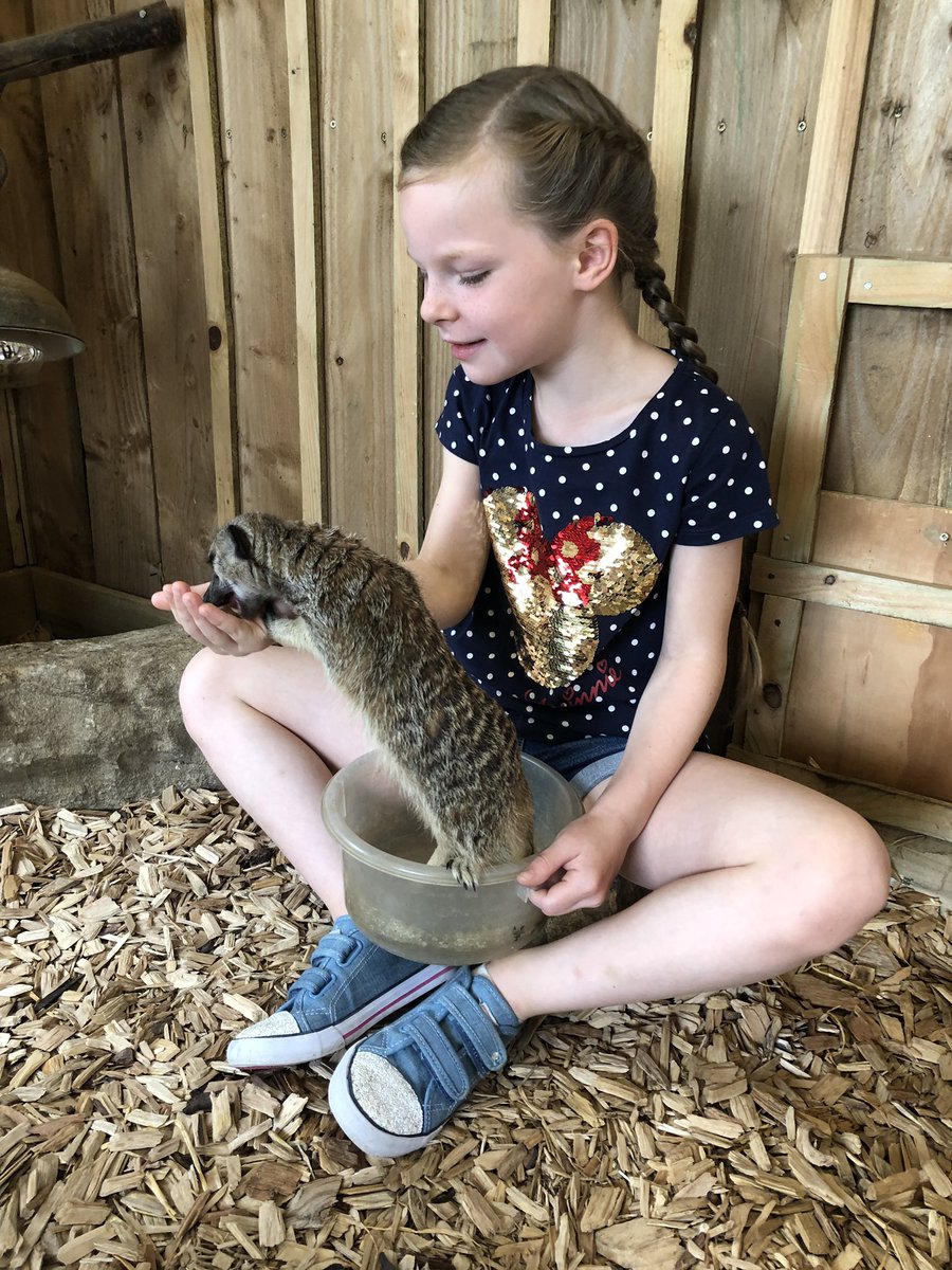 Jcsears11's tweet image. Thank you to Becky @WigfieldFarm for making my daughter’s birthday a very memorable one. The wannabe vet loved being in with the meerkats - look at her little face lit up