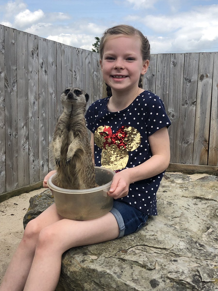Jcsears11's tweet image. Thank you to Becky @WigfieldFarm for making my daughter’s birthday a very memorable one. The wannabe vet loved being in with the meerkats - look at her little face lit up