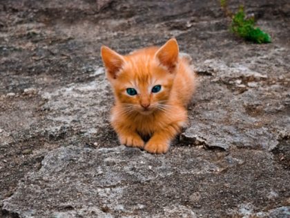 ট ইট র 福岡猫虐待事件 হ য শট য গ ট ইট র 福岡猫虐待事件 হ য শট য গ