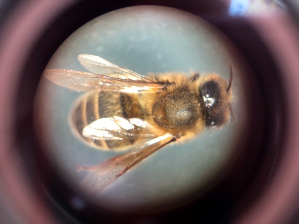 helenajbee's tweet photo. Another great day @ScotlandRHShow in the @Scotbeekeepers #HoneyTent 
Great to catch up with other #Beekeepers from
@KilbarchanBees @snhbsociety @GlasgowBees @EastScotBees @NewbattleBees @AyrBeekeepers #Lanarkshire #EMBA #Aberdeen #Moray #Fife #manymore 🐝🐝 https://t.co/aJvCwjD3ol
