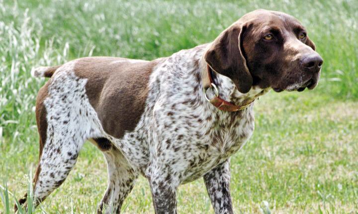 итальянский бракк легавые собаки. брачной собаки собаки брачный. легавая пойнтер. брачной собаки собаки брачный. французский пиренейский бракк.