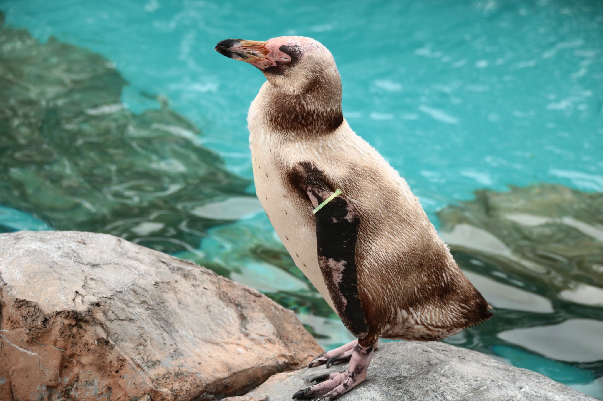 F Ar Twitter フンボルトペンギン は日本で一番多く飼育されているペンギンですが 絶滅危惧種 Vu に指定されています 18年8月 Iucnの評価では成熟個体数は約32 000羽 原因は 食料である魚の乱獲 開発や海洋汚染による生息地の減少などです 写真はえだまめ F Ar Twitter フンボルトペンギン は日本で一番多く飼育されているペンギンですが 絶滅危惧種 Vu に指定されています 18年8月 Iucnの評価では成熟個体数は約32 000羽 原因は 食料である魚の乱獲 開発や海洋汚染による生息地の減少などです 写真はえだまめ